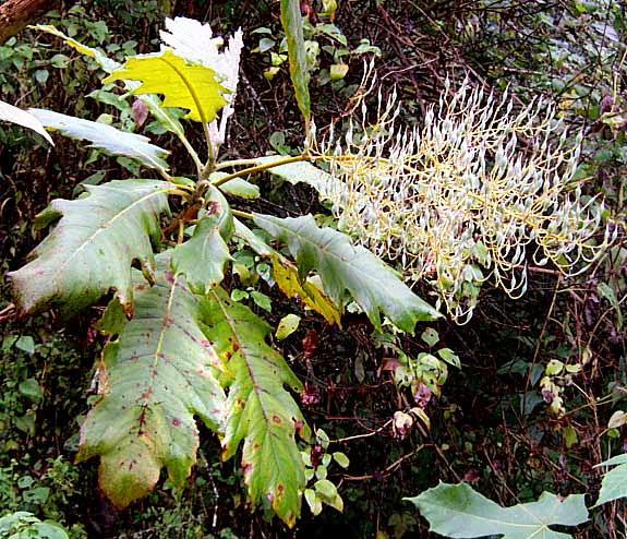 Tree Poppy, BOCCONIA FRUTESCENS