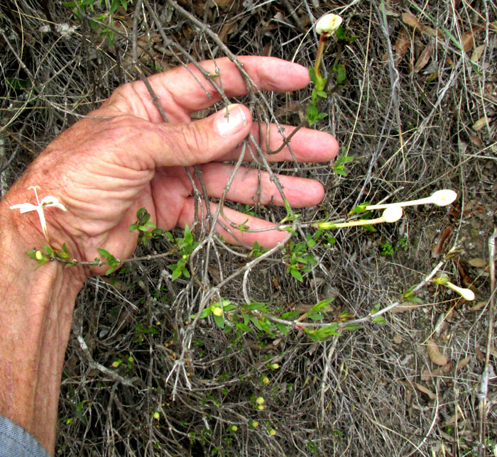 Scented Bouvardia, BOUVARDIA LONGIFLORA, habitat