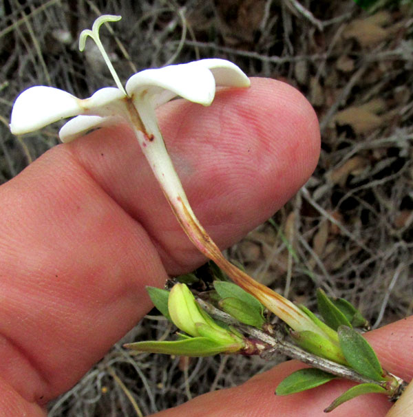 Scented Bouvardia, BOUVARDIA LONGIFLORA, corolla tube and calyx