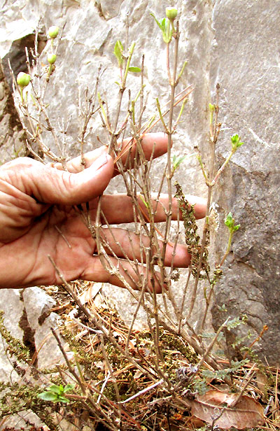 Scented Bouvardia, BOUVARDIA LONGIFLORA, leafless with immature fruits