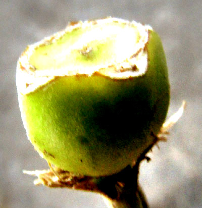 Scented Bouvardia, BOUVARDIA LONGIFLORA, immature