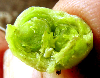 Scented Bouvardia, BOUVARDIA LONGIFLORA, open immature fruit showing two carpels