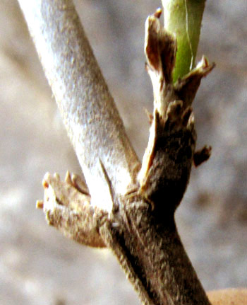 Scented Bouvardia, BOUVARDIA LONGIFLORA, immature