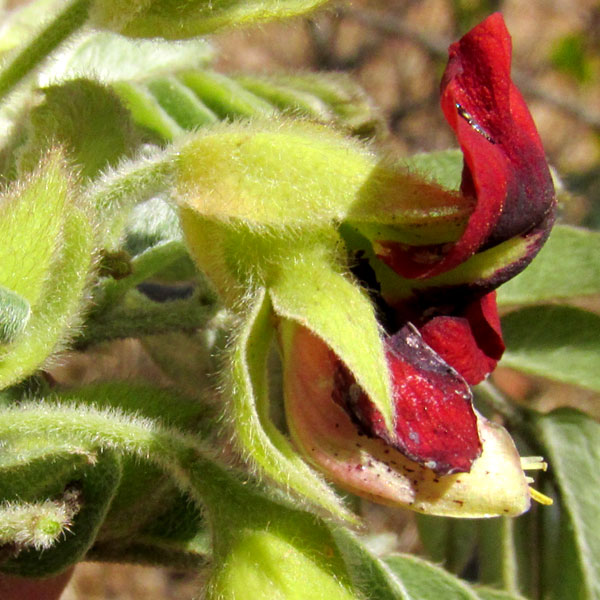 BRONGNIARTIA LUPINOIDES, flower side view