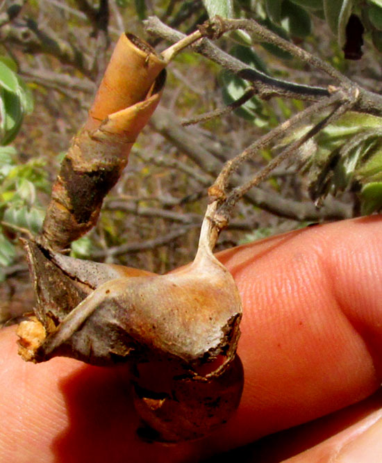 BRONGNIARTIA LUPINOIDES, remains of last season's legumes