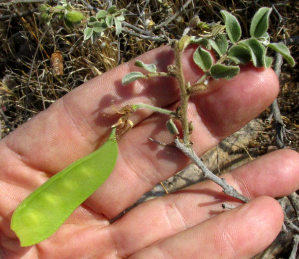 BRONGNIARTIA LUPINOIDES, immature bean pod