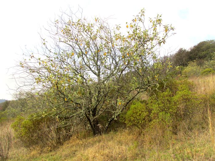 Tepozán, BUDDLEJA CORDATA, form & habitat