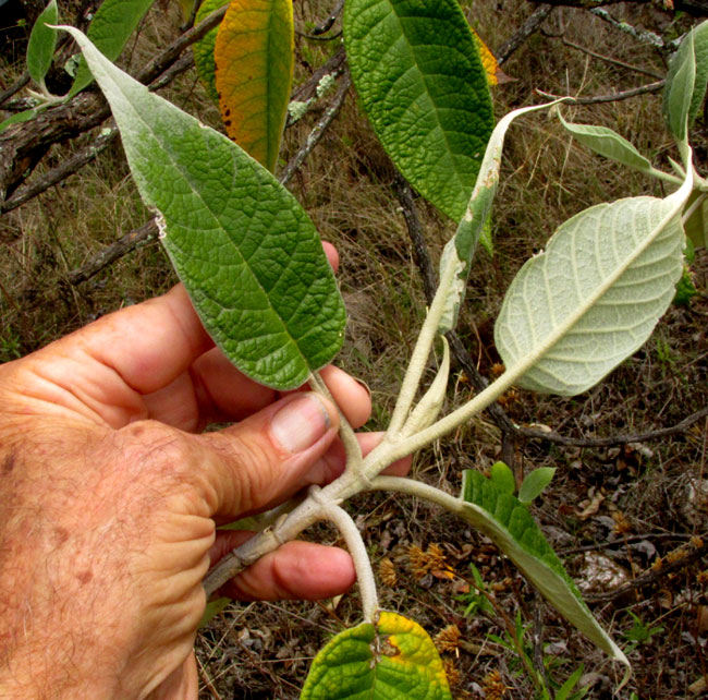 Tepozán, BUDDLEJA CORDATA, form & habitat