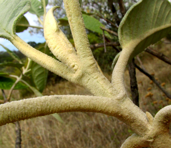Tepozán, BUDDLEJA CORDATA, form & habitat