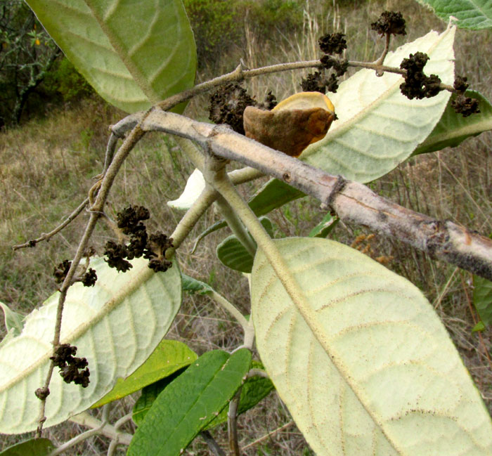 Tepozán, BUDDLEJA CORDATA, dried inflorescences