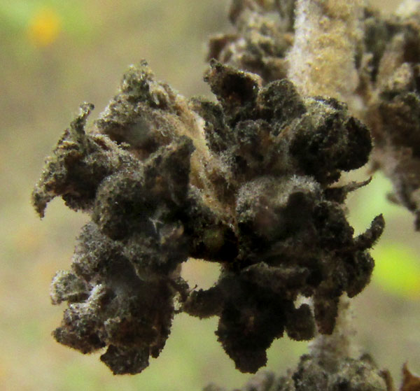 Tepozán, BUDDLEJA CORDATA, form & habitat
