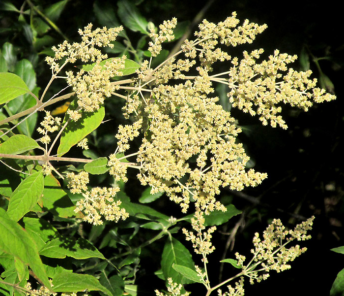 BUDDLEJA CORDATA, young inflorescenc