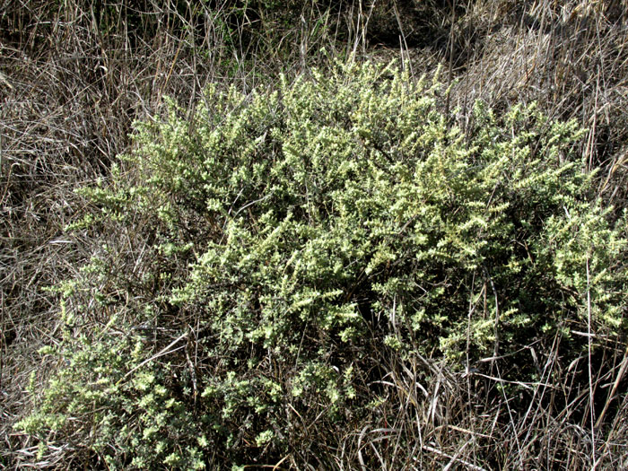 Escobilla Butterflybush, BUDDLEJA SCORDIOIDES; bush in habitat