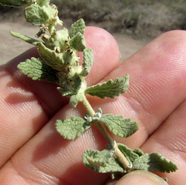 Escobilla Butterflybush, BUDDLEJA SCORDIOIDES, leaves and flowers