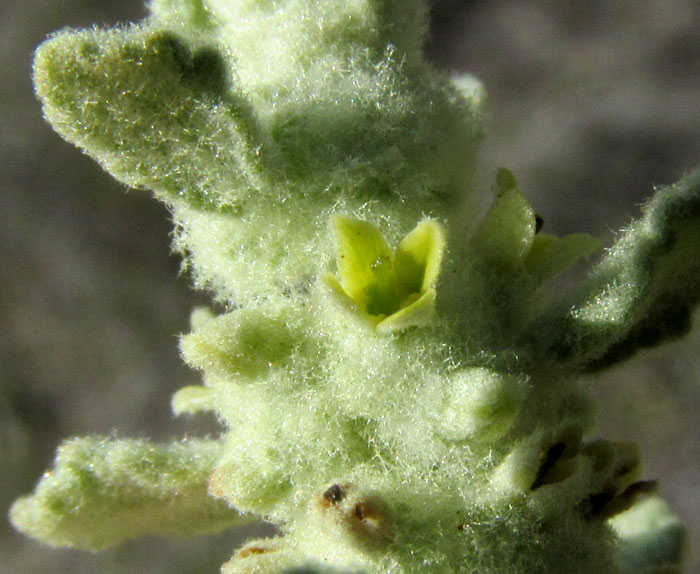 Escobilla Butterflybush, BUDDLEJA SCORDIOIDES, flowers amid hairs