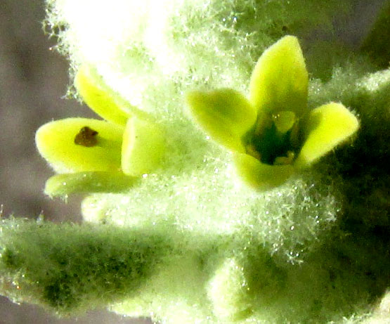 Escobilla Butterflybush, BUDDLEJA SCORDIOIDES, flowers close-up