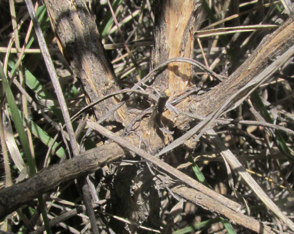 Escobilla Butterflybush, BUDDLEJA SCORDIOIDES, woody base