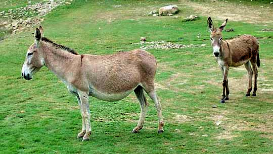 Burro: EQUUS AFRICANAS ASINUS