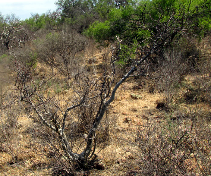 Torchwood Copal, BURSERA FAGAROIDES, form & habitat