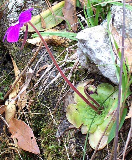 Butterwort, PINGUICULA MORANENSIS var. MORANENSIS, flowering in habitat