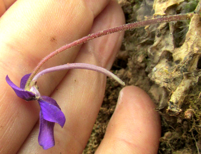 Butterwort, PINGUICULA MORANENSIS var. MORANENSIS, flower side view showing long spur