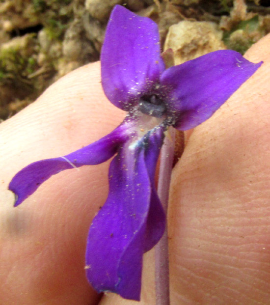 Butterwort, PINGUICULA MORANENSIS var. MORANENSIS, flower from front, mouth surrounded by scattered pollen or pseudopollen