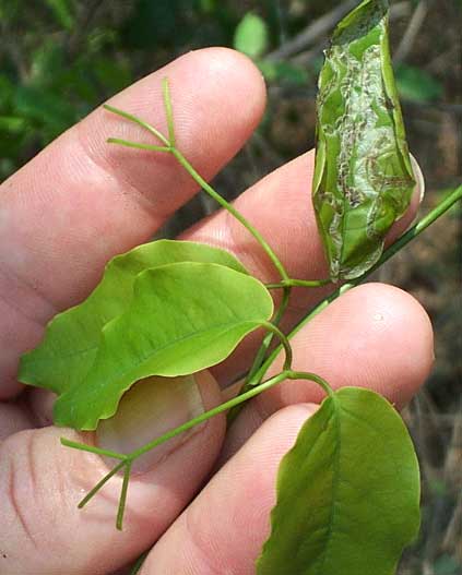  MACFADYENA UNGUIS-CATI, Cat's Claw