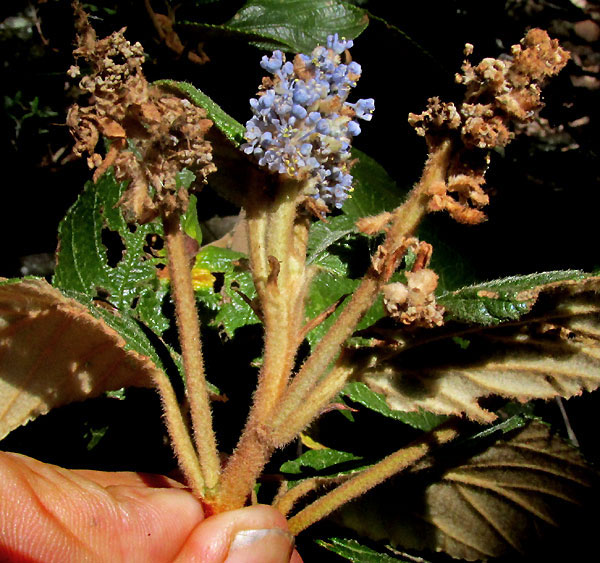 'California Lilac', CEANOTHUS CAERULEUS, inflorescence