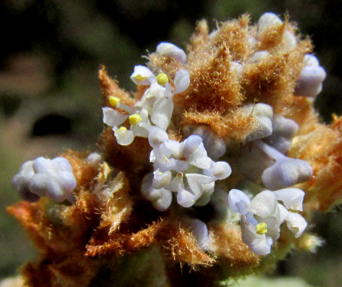 'California Lilac', CEANOTHUS CAERULEUS, flower close-up