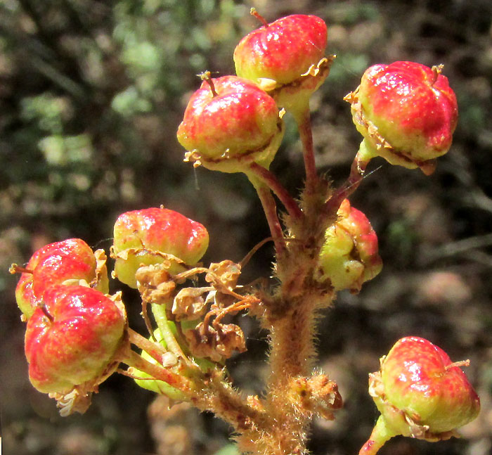 'California Lilac', CEANOTHUS CAERULEUS, immature fruits