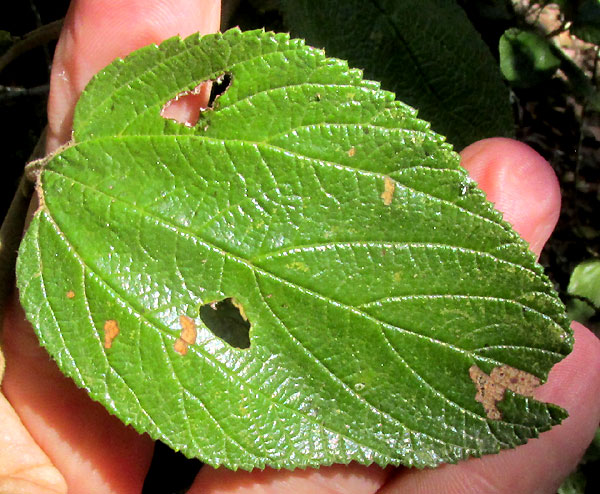 'California Lilac', CEANOTHUS CAERULEUS, serrated leaf