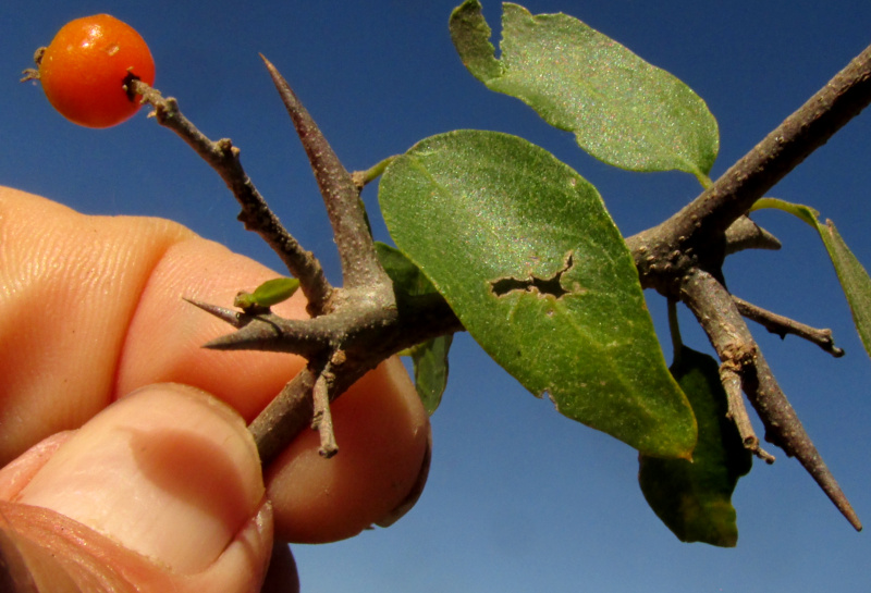 Desert Hackberry, CELTIS EHRENBERGIANA, fruit and leaves