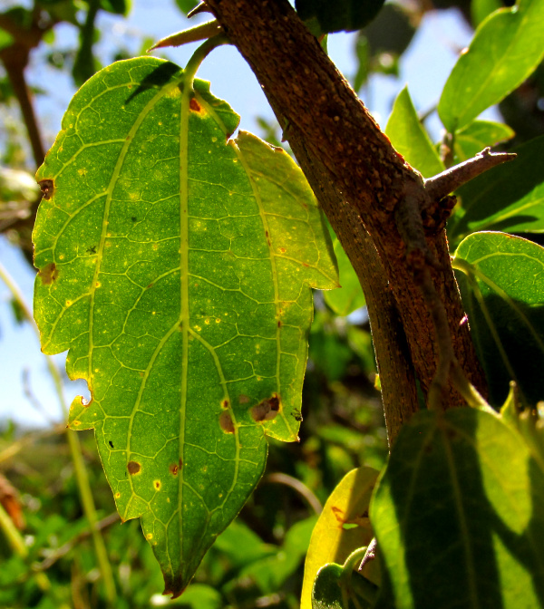 Desert Hackberry, CELTIS EHRENBERGIANA, shaded leaf with teeth