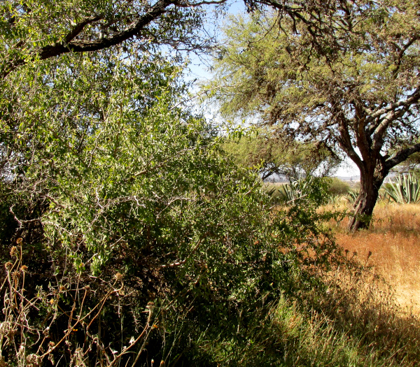Desert Hackberry, CELTIS EHRENBERGIANA, bushy form in upland central Mexico