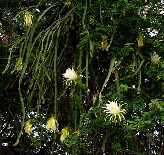 Night-blooming Cereus, HYLOCEREUS UNDATUS