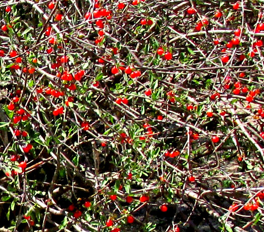 Fiddlewood or Cacao Blanco, CITHAREXYLUM LYCIOIDES, red fruits