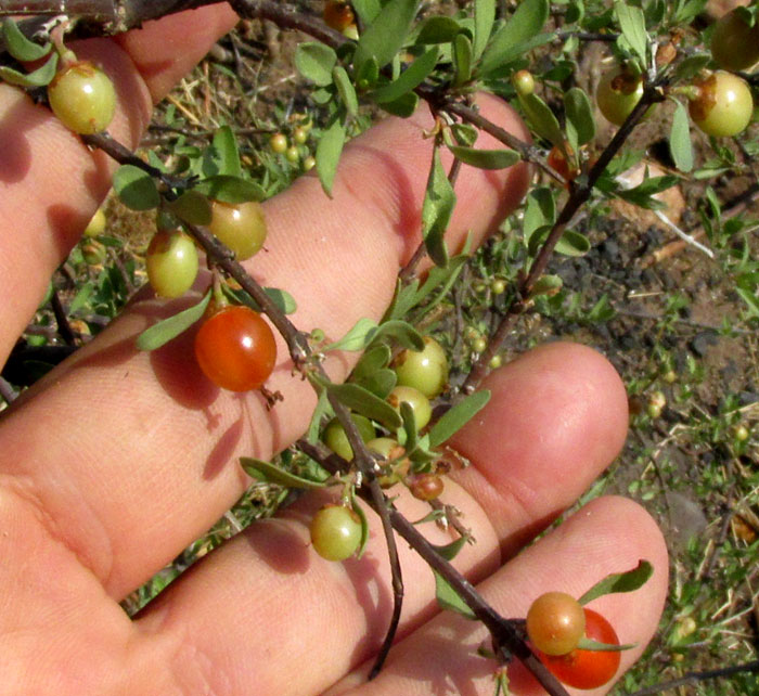 Fiddlewood or Cacao Blanco, CITHAREXYLUM LYCIOIDES, red fruits