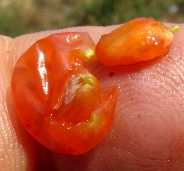 Fiddlewood or Cacao Blanco, CITHAREXYLUM LYCIOIDES, squashed red fruit showing two pyrenes