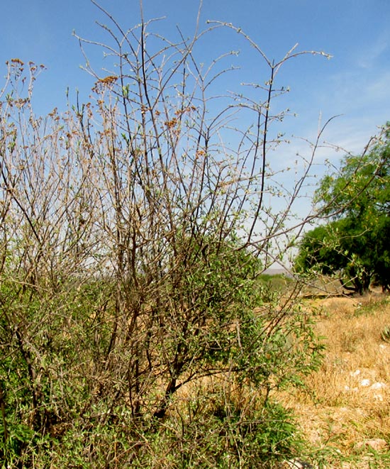 Fiddlewood or Cacao Blanco, CITHAREXYLUM LYCIOIDES, leafless bush