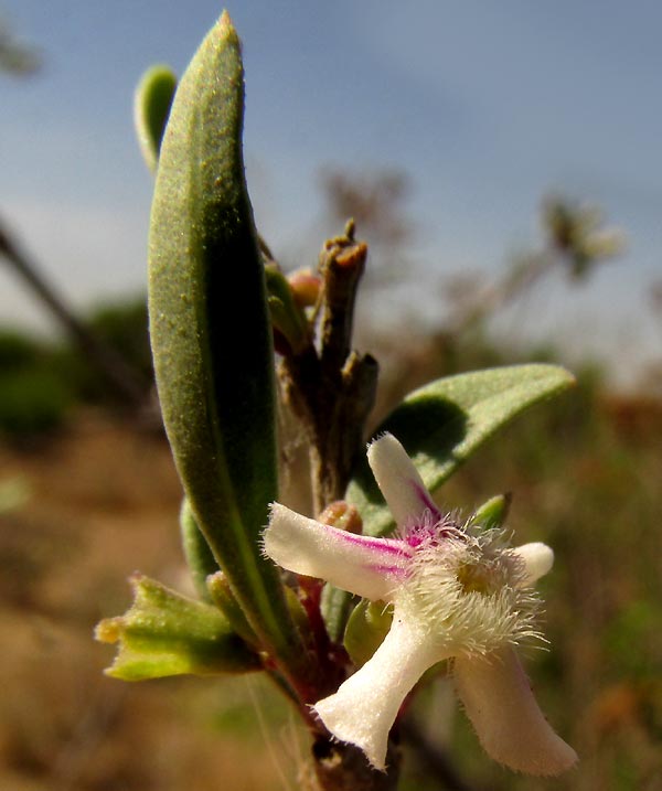 Fiddlewood or Cacao Blanco, CITHAREXYLUM LYCIOIDES, flower from front showing nectar guides