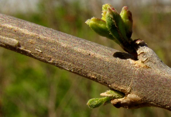 Fiddlewood or Cacao Blanco, CITHAREXYLUM LYCIOIDES, squared young branches