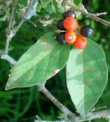 CITHAREXYLUM cf. berlandieri, Fiddlewood