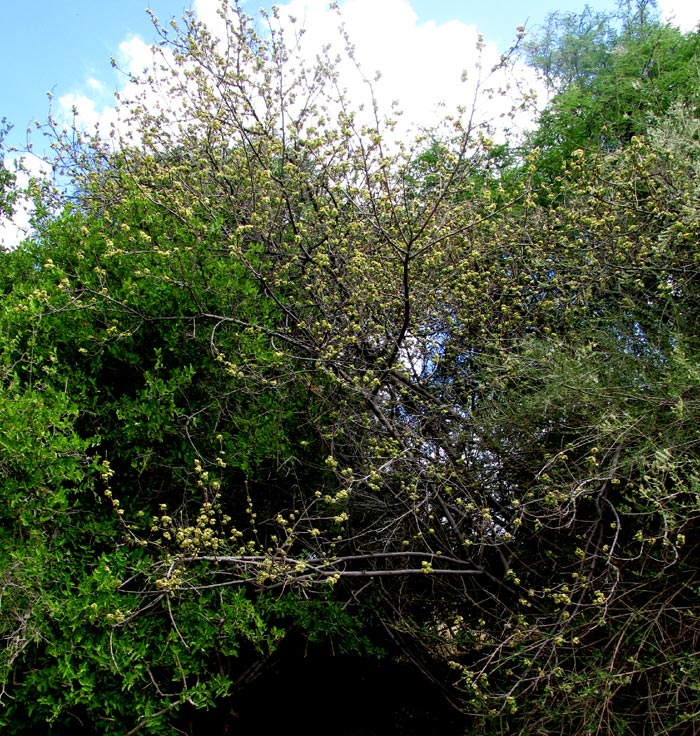 Nakedwood, COLUBRINA MACROCARPA, flowering