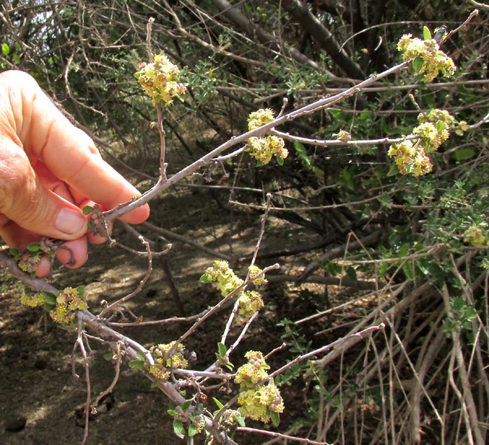 Nakedwood, COLUBRINA MACROCARPA, flowering branch