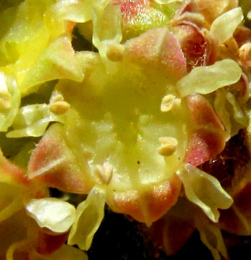 Nakedwood, COLUBRINA MACROCARPA, flowering flower