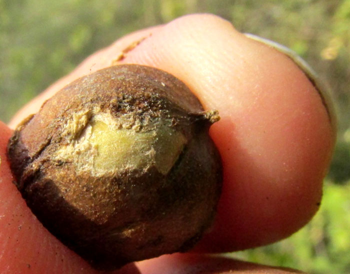 Nakedwood, COLUBRINA MACROCARPA, thin fruit cover