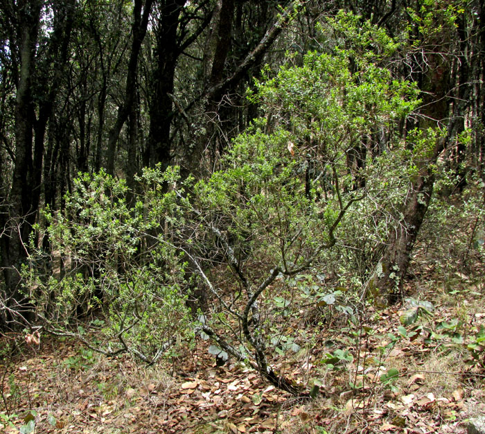 <BACCHARIS CONFERTA, form and habitat