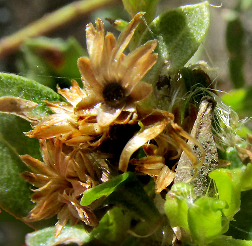 <BACCHARIS CONFERTA, last season's empty involucres