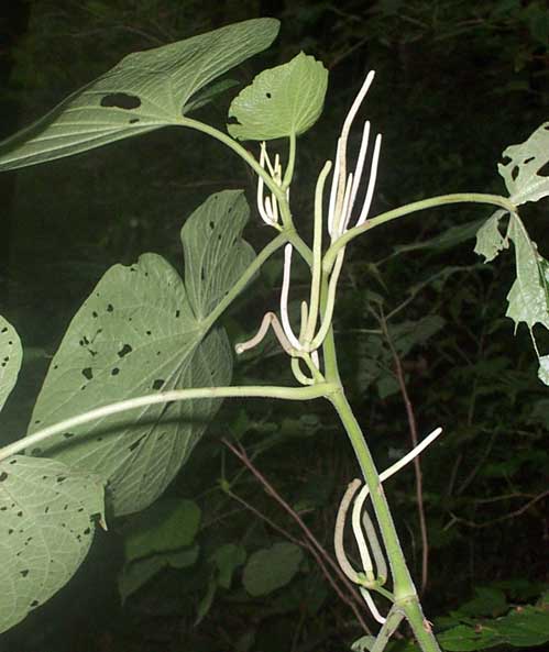 PIPER UMBELLATUM, Cowfoot