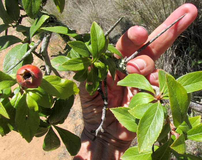 Mexican Hawthorn, CRATAEGUS MEXICANA, long thorns